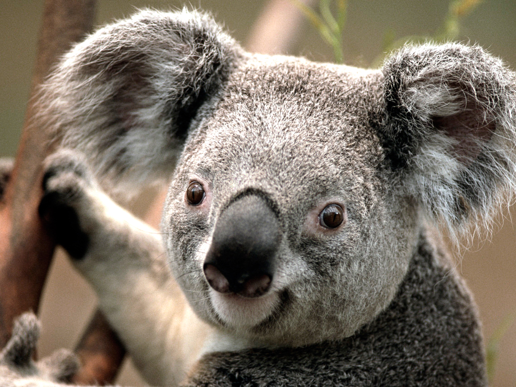 Oeuvres d'art, tableaux koala