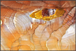 Oeuvre oeil de petra de ch. manteau