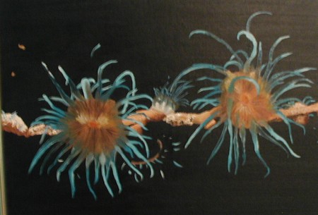 Oeuvre anemones de sandrel dominique
