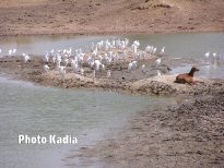 Oeuvre eau prcieuse de kadia